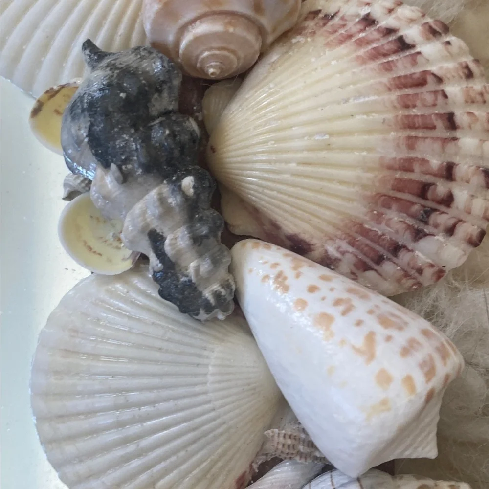 Coastal Seashell Oval Mirror